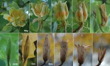fruit development