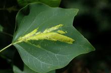 leaf leaf