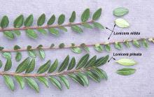 leaves, comparison