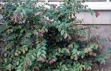 plant habit, late summer