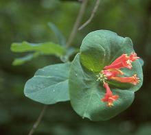 terminal leaf and flower cluster