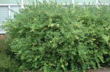 plant habit, summer