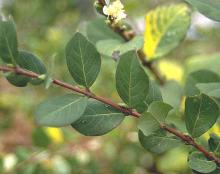 mature leaves, winter