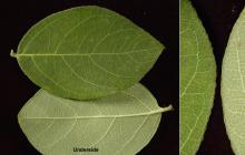 leaf and margin