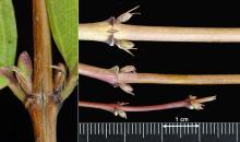 winter twigs, buds