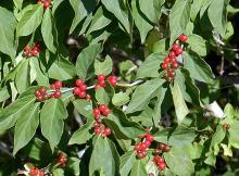 leaves and ripe fruit