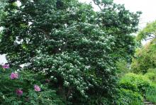 plant habit, summer flowering