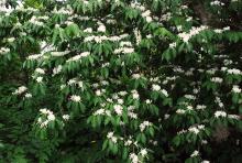 leaves and flowers