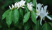 leaves and flowers