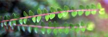 shoot, leaves shoot, leaves