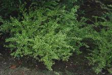 plant habit, in shade