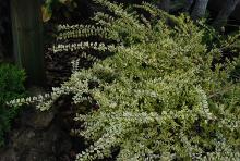 plant habit