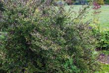 plant habit, spring