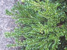 branches