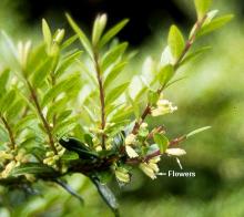 new shoots and flowers