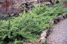 plant habit, kept short
