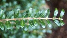 branch