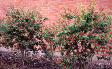 plant habit, spring flowering 