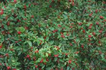 fruiting branches