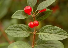 leaves and fruit