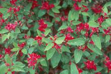 leaves and flowers