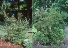 plant habit, fruiting