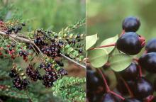 fruit and leaves
