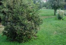 plant habit