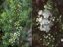 flowering shoots and flowers