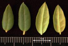 leaves