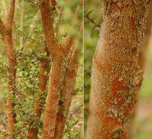 trunk, bark