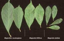 leaves, comparison