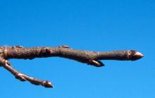 winter twig, buds winter twig, buds