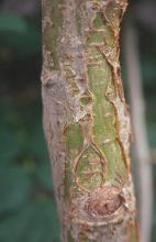 small trunk, bark small trunk, bark