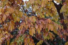 fall foliage fall foliage