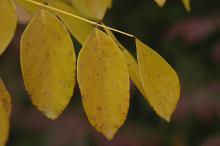 leaflets, fall leaflets, fall