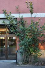 plant habit, unpruned
