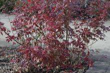plant habit, winter in full sun