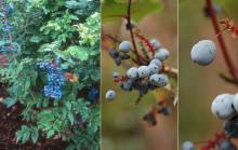fruit and leaves