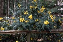 plant habit, spring flowering