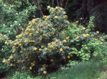 plant habit, spring flowering