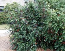 plant habit, summer