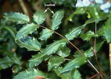 leaf