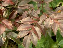 leaves in winter