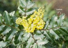 flower cluster and leaflets
