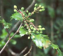 immature fruit