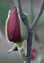 flower bud, opening