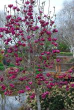 plant habit, flowering