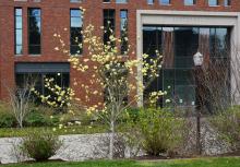 plant habit, flowering