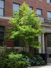plant habit, summer